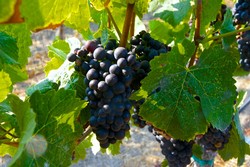 2014 Pinot Noir - Black Knight Vineyard