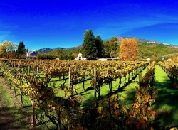 Chardonnay Sampler