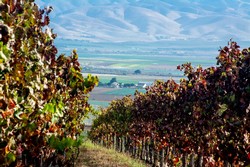2014 Pinot Noir - Paraiso Vineyard