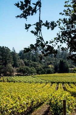 Lester Pinot Noir Vertical