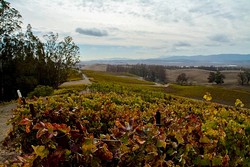 2014 Pinot Meunier - Parliament Hills