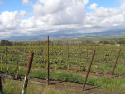 2012 Recherché Reserve Chardonnay - Rosella's Vineyard