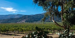 2010 Pinot Noir Sleepy Hollow Vineyard