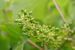 2012 Chardonnay - Dutton Morelli Vineyard