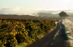 2013 Pinot Noir - Bacigalupi Vineyard