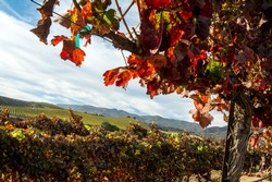 MV Pinot Noir - Santa Lucia Highlands