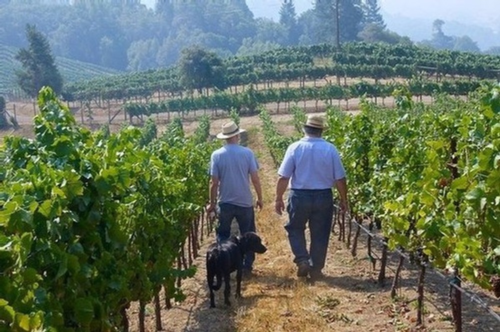 Deer Meadows Richard Savoy Vineyard