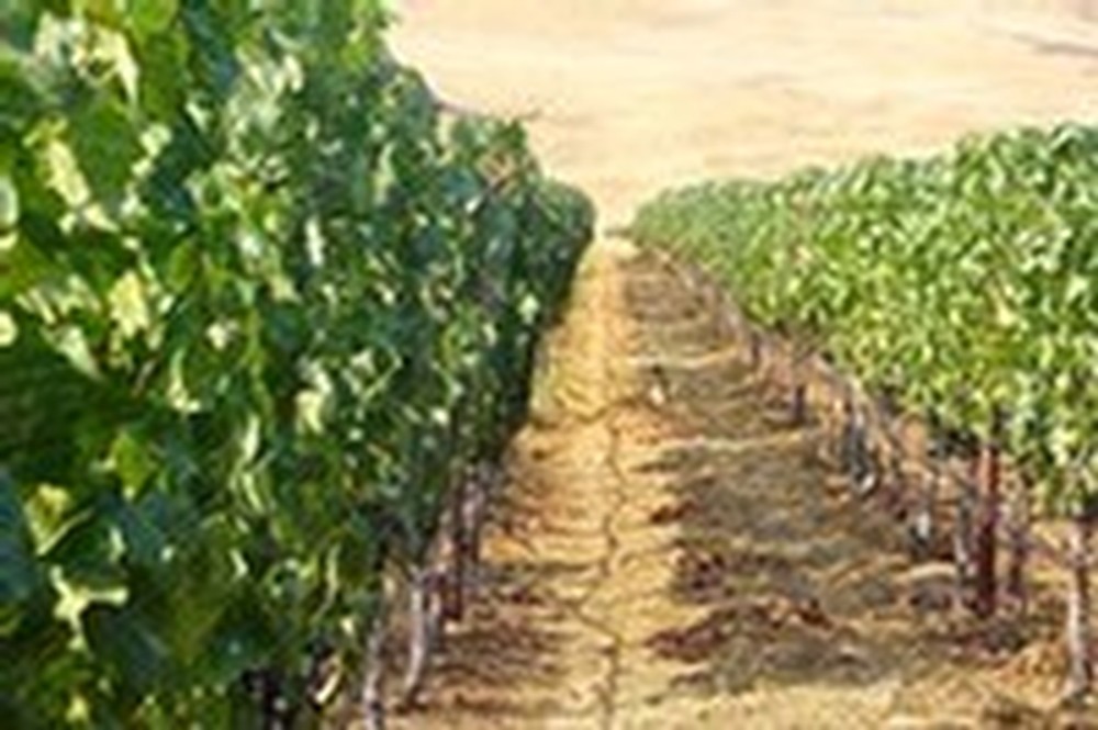 El Coro Vineyard Photo