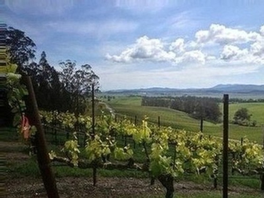 Parliament Hill Vineyard Photo