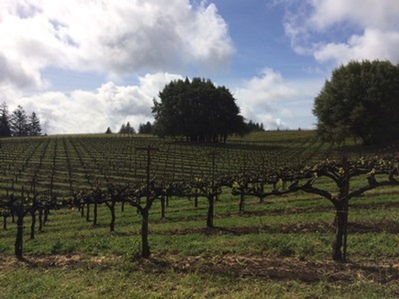 Mariah Vineyard