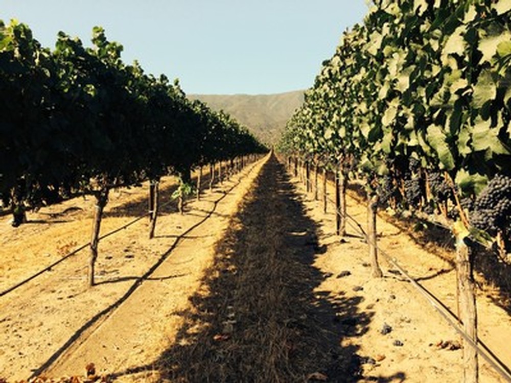 Tondre Grapefield Photo