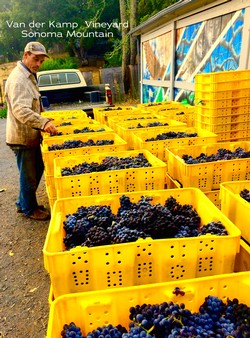 2016 Recherché Reserve Pinot Noir - van der Kamp Vineyard