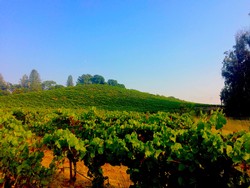 2019 Pinot Noir - Black Knight Vineyard