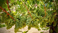 Chardonnay Mystery Case 2025
