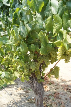 2018 Un-Oaked Chardonnay - Black Knight Vineyard