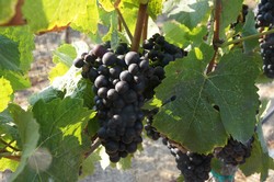 El Coro Library Pinot Noir