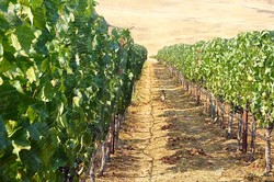2014 Pinot Noir - El Coro Vineyard