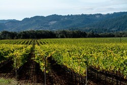 2013 Reserve Chardonnay - Ferrington Vineyard