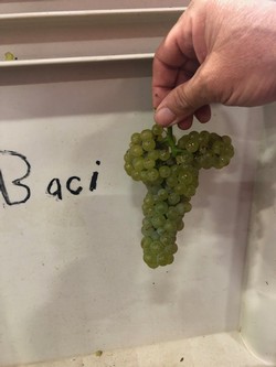 2018 Recherché Reserve Chardonnay - Bacigalupi Vineyard