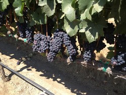 2017 Pinot Noir - Tondre Grapefield