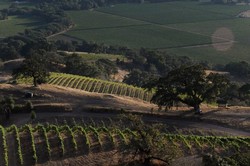 2012 Pinot Noir - Londer Vineyard