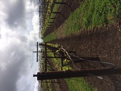 Mending Fences - Mendocino Pinot