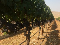 2017 Pinot Noir - El Coro Vineyard