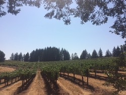 2020 Pinot Noir - Mariah Vineyard