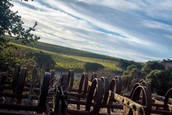 2013 Pinot Noir - Tondre Grapefield
