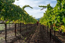 2012 Chardonnay Ferrington Vineyard