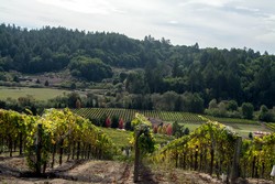 2011 Recherché Reserve Pinot Noir - Freestone Hill Vineyard