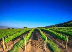 2015 Pinot Noir Boekenoogen Vineyard