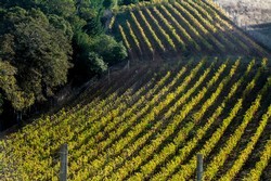 2015  Recherché Reserve Pinot Noir - Deer Meadows  Vineyard