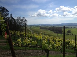 2015 Pinot Noir - Parliament Hills Vineyard