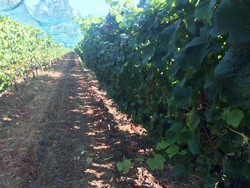 2019 Recherché Reserve Pinot Noir - Lester Family Vineyard