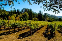 2012 Pinot Noir - Lester Family Vineyard at Deer Park Ranch