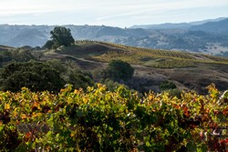 MV Pinot Noir - Anderson Valley