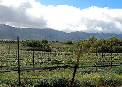 2012 Recherché Reserve Pinot Noir - Soberanes Vineyard